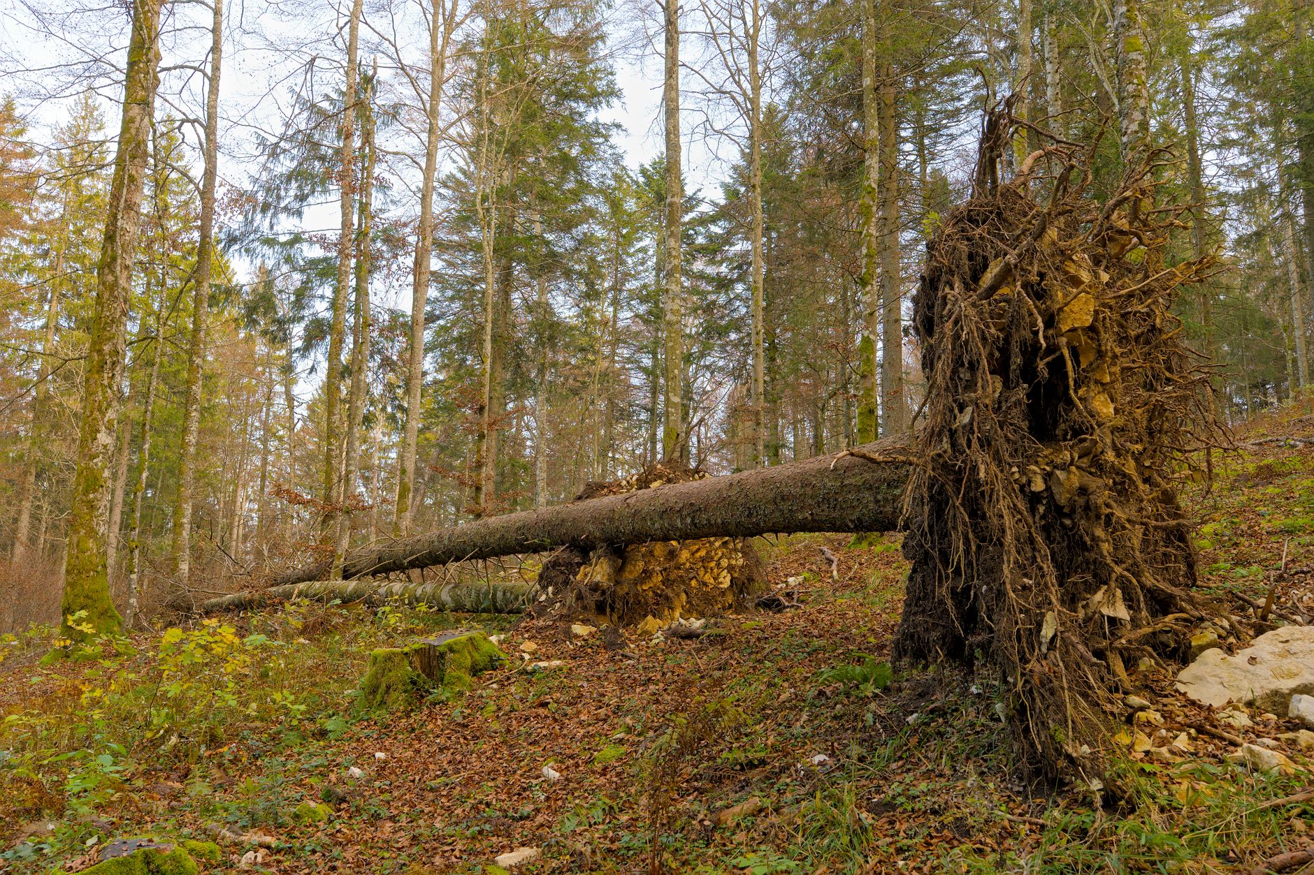 Enlèvement arbre urgence à Brest